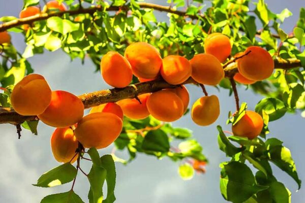 Apricot Tree Apricot