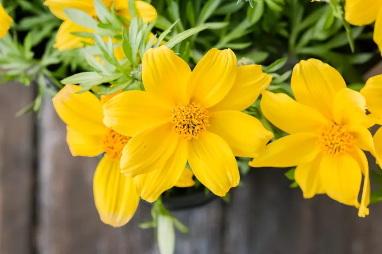 How to grow and care Bidens