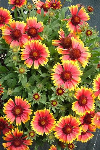 How to Grow Blanket Flower
