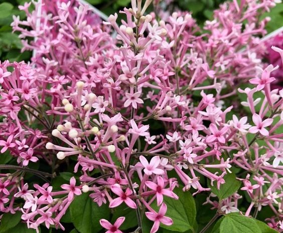 How to Grow Bloomerang Lilac