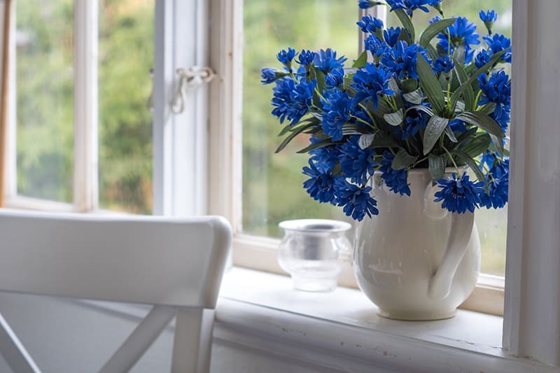 How to Grow and Care Cornflower