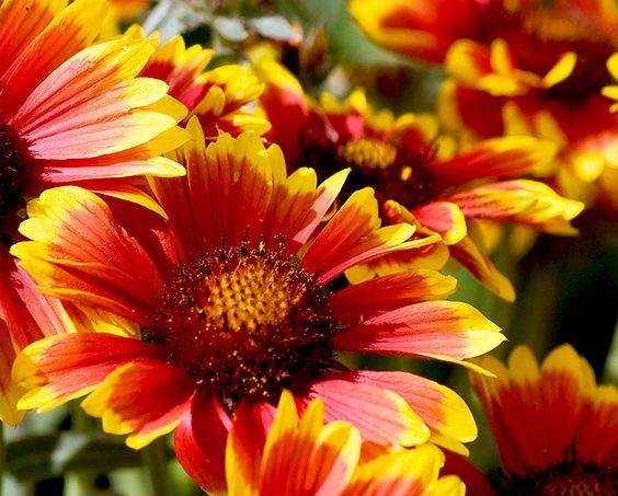 How to Grow Blanket Flower