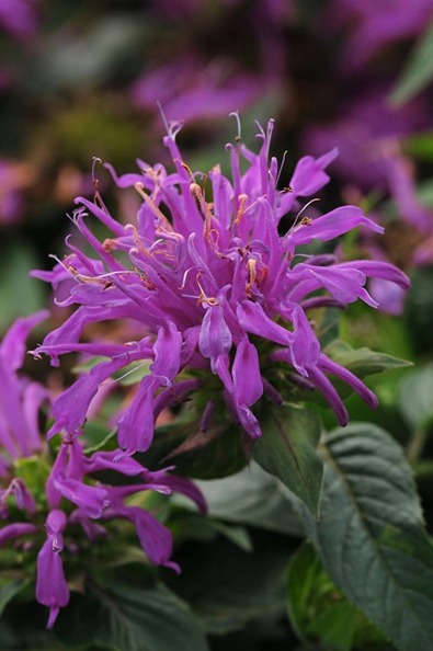 How to Grow and Care Bee Balm