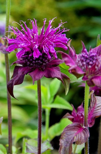 How to Grow and Care Bee Balm