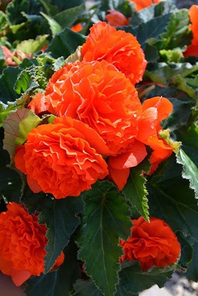 How to Grow and Care for Begonias
