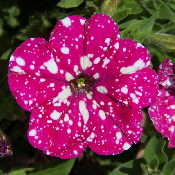 How to Grow and Care Galaxy Petunia