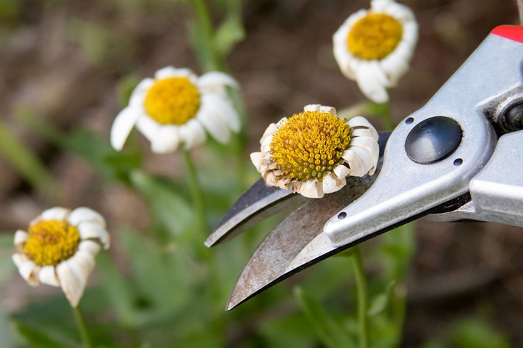 How to grow and care Bidens