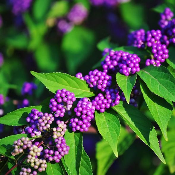 How to Grow and Care Beautyberry
