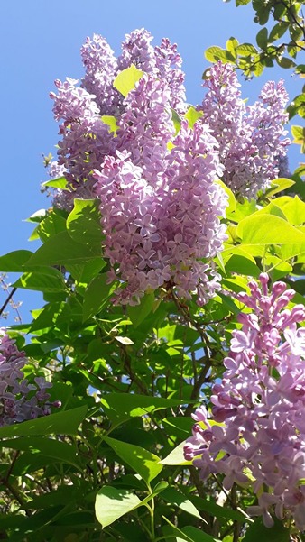 How to Grow Bloomerang Lilac