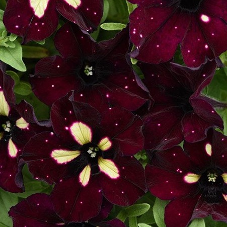 How to Grow and Care Galaxy Petunia