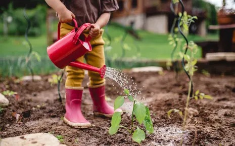 How to Grow and Care Bobo Hydrangea