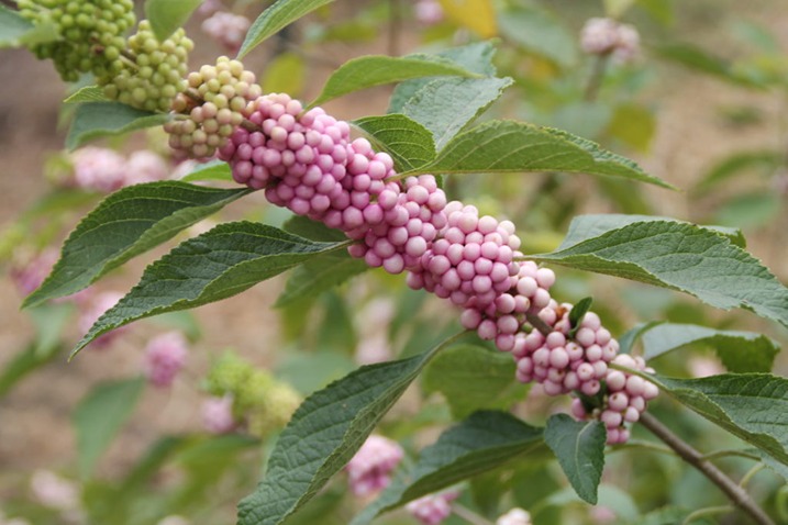 How to Grow and Care Beautyberry