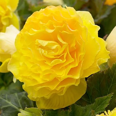 How to Grow and Care for Begonias