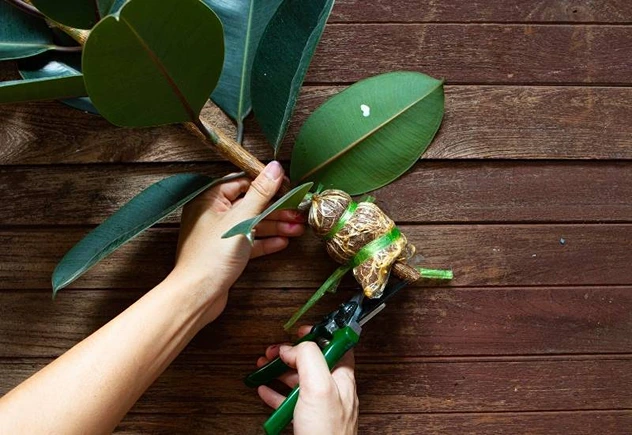 How to care for a rubber tree plant Rubber tree