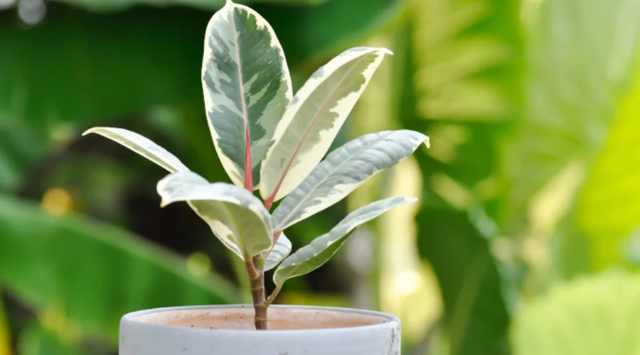 How to care for a rubber tree plant Rubber tree